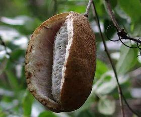 看吃八月瓜视频,探寻神秘果实的独特魅力与食用体验