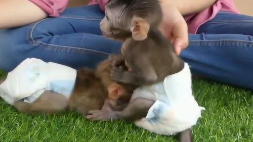 猴子和主人吃瓜视频大全