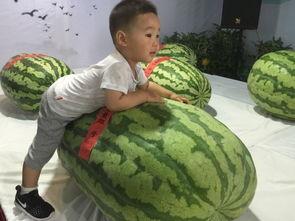 上海大事件吃瓜视频,揭秘吃瓜群众的视角与幕后真相