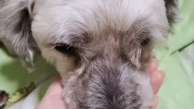 豚鼠会吃小瓜吗视频,揭秘小瓜在豚鼠餐桌上的地位