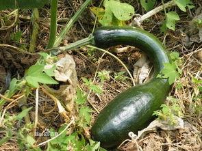 吃方瓜有啥坏处吗视频,方瓜食用不当的潜在风险揭秘