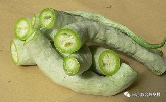 蛇瓜吃货视频,吃货眼中的独特风味之旅