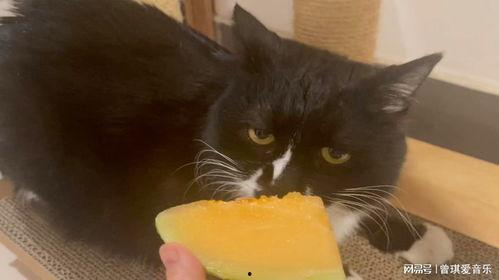傻猫吃哈密瓜的视频,趣味食趣萌态十足