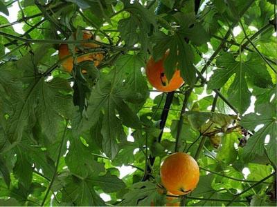 吃小吊瓜的视频大全