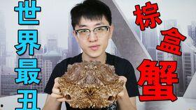 夏庄吃瓜事件视频大全播放,视频大全背后的热议焦点