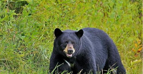 吃瓜黑熊本尊视频大全最新,萌态百出，笑料连连