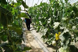 伊犁吃瓜的视频,一场视觉与味觉的双重盛宴