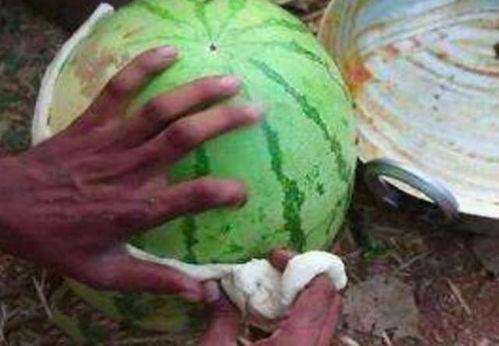 印度人民吃瓜视频,趣味横生的民俗风情