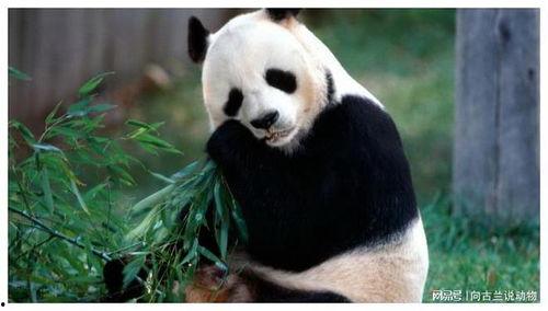 国宝熊猫吃方瓜视频大全,方瓜美食视频大盘点