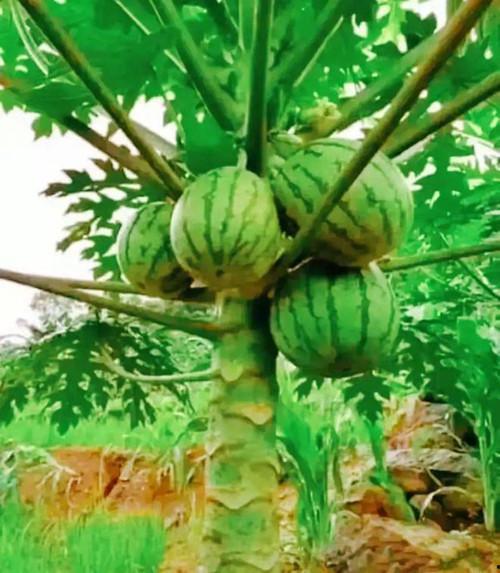 软树瓜怎么吃最好吃呢视频,视频教你如何吃出最佳口感