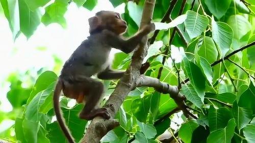 猴子上树吃瓜视频播放全集,欢乐瞬间，全程回顾