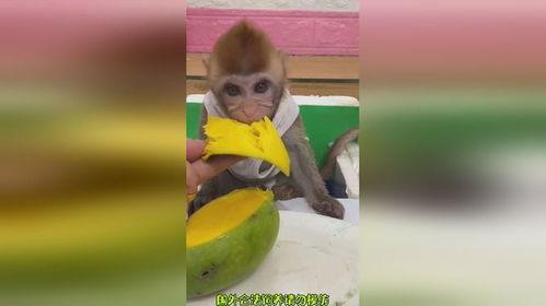 猴哥吃芒果花生瓜视频