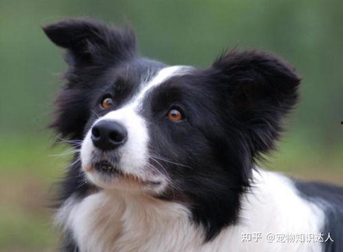 边牧可以吃吊瓜吗视频,边牧安全食用吊瓜的揭秘与注意事项