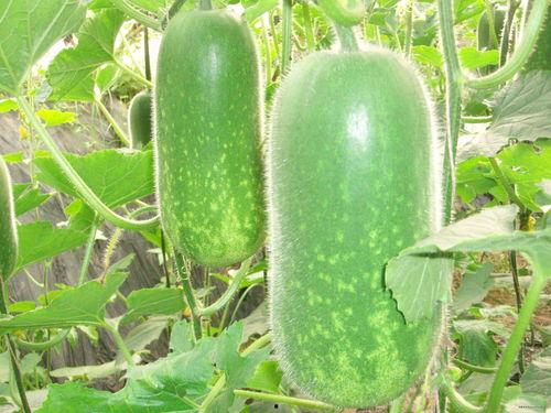 小手拍拍吃瓜视频大全,吃瓜视频大全精彩回顾