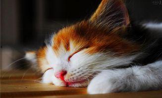 猫吃瓜眼睛瞪大视频素材,眼睛瞪大表情逗趣，萌态十足