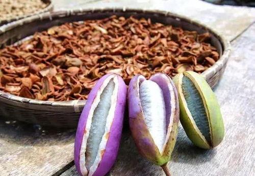 小妈吃八月瓜视频大全,小妈视频带你领略瓜果美味