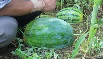 吃毛瓜要刮瓤吗视频,吃毛瓜前必看！