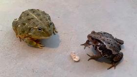 癞蛤蟆吃瓜视频