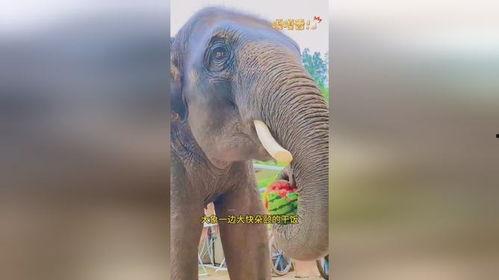 大象吃瓜现场直播视频,萌态百出，网友直呼“瓜王”诞生！