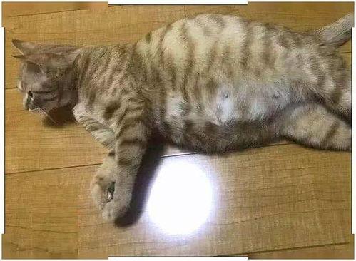 家人吵架猫咪吃瓜原视频,目睹家人吵架场面逗趣十足