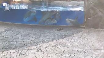 海豚视频吃瓜,揭秘网红吃瓜背后的娱乐生态