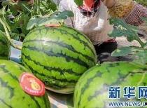 传播吃瓜视频被抓是真的吗,真相揭秘，被抓传闻是否属实？