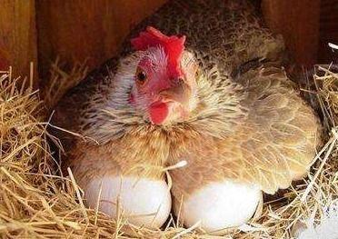 小鸡吃方瓜不下蛋吗视频,蛋生之谜揭晓