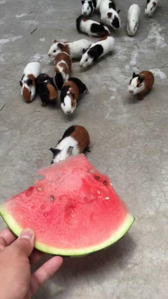 小家伙吃的啥瓜好吃啊视频