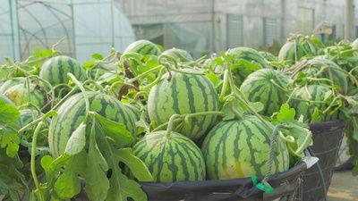 烟台南山吃瓜视频,一场视觉与味蕾的双重盛宴