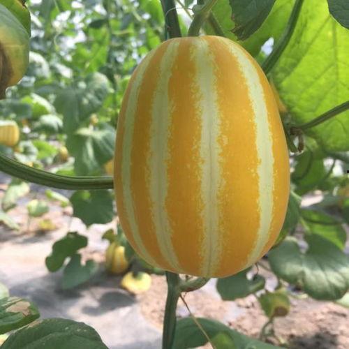 在哪可以看到吃瓜视频,吃瓜视频的聚集地